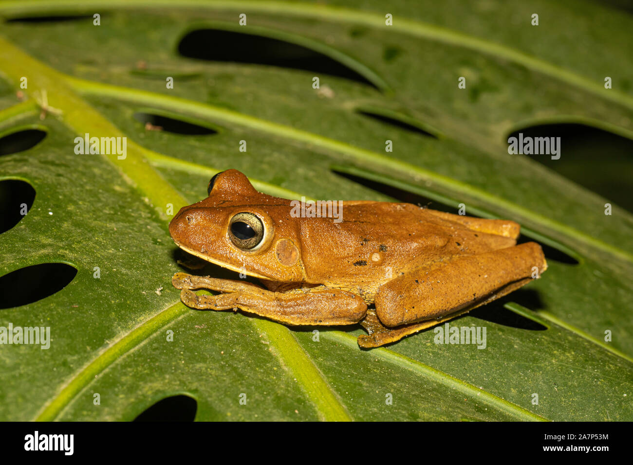 Boana semilineata tree frog Stock Photo - Alamy