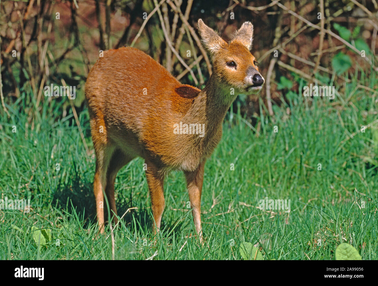 Chinese Water Deer Female Hydropotes Inermis Hickling Broadland