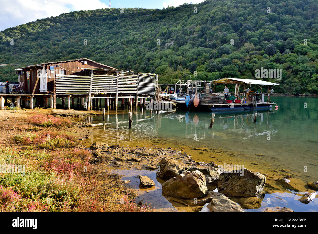 Tonys oyster shack seafood farm on Lim bay fjord, Croatia Stock Photo ...