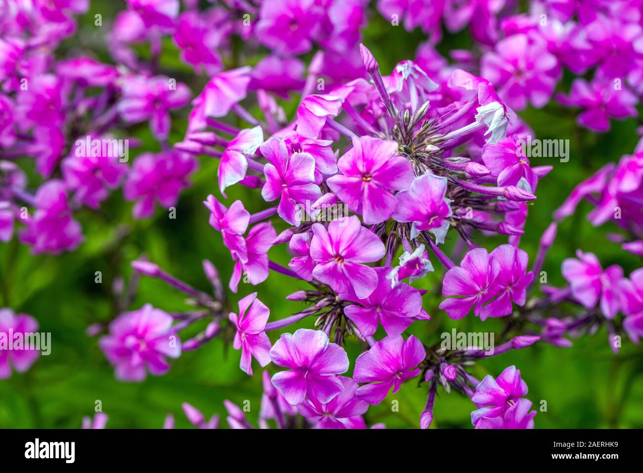 Purple Phlox amplifolia 