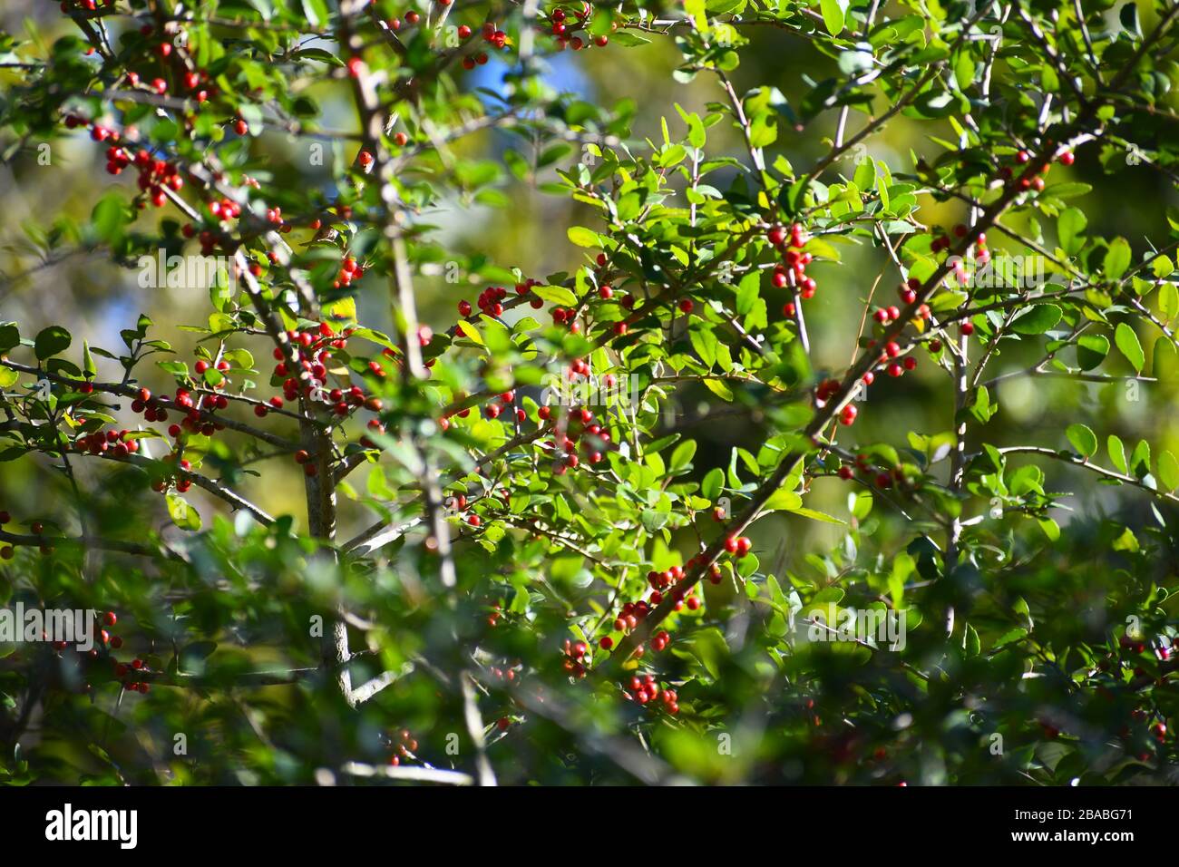 Wild Red Berry Bushes Stock Photo - Alamy