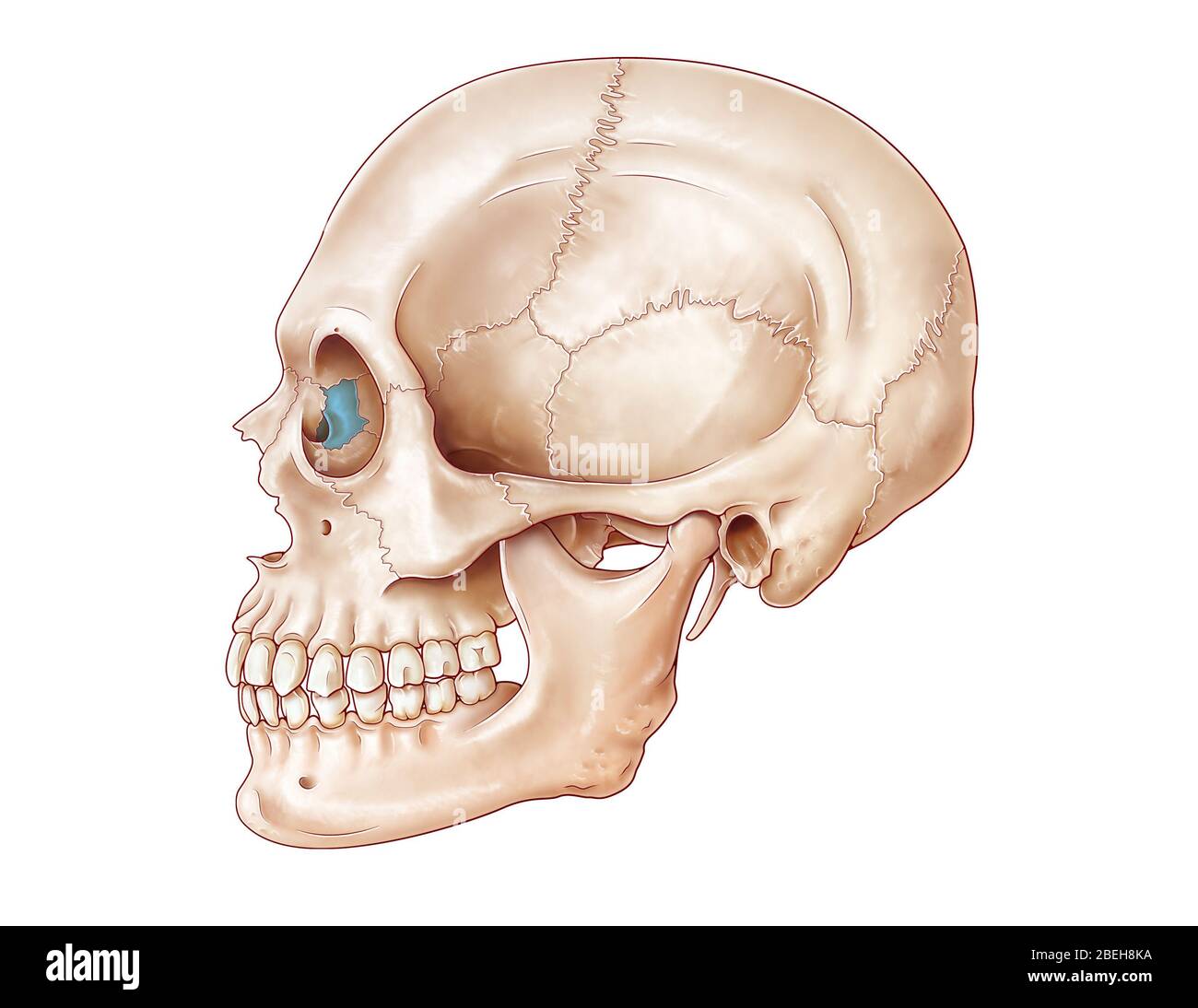 Human Skull, Lacrimal Bone Stock Photo - Alamy