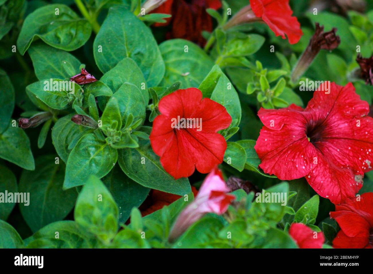 Surfinia, a deep red member of the petunia family. A trailing plant ...