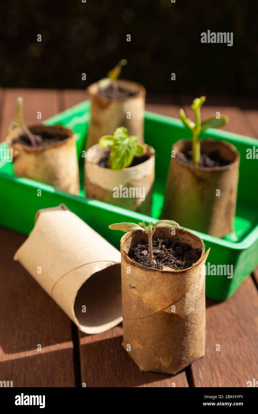 Growing plants in toilet roll inners Stock Photo Alamy