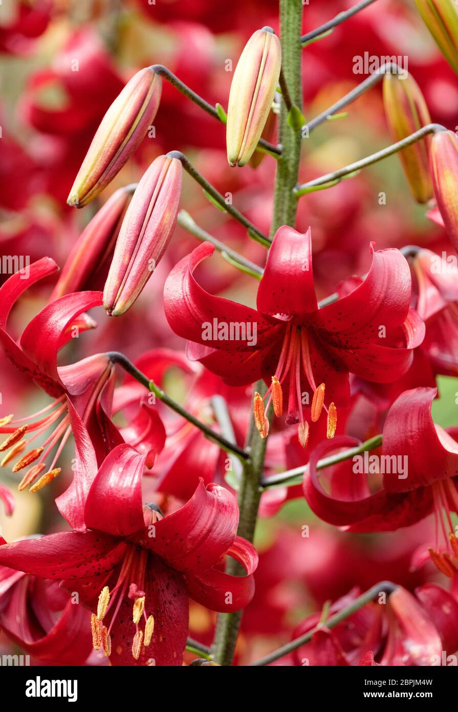 Deep red, spotted Lilium 