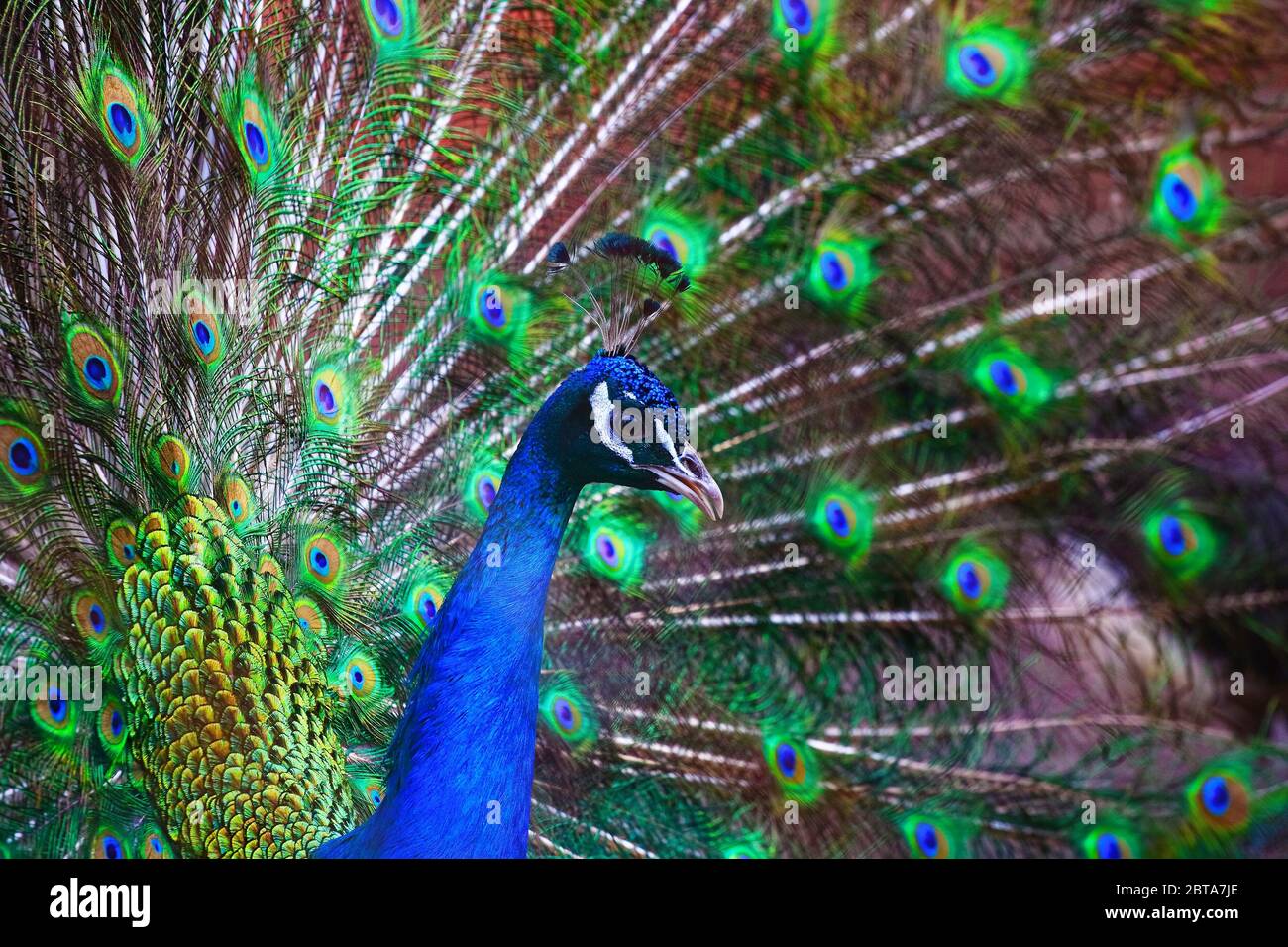 A Beautiful Male Peacock Fluffed A Colorful Multicolored Tail Mating Dance Of A Bird Or