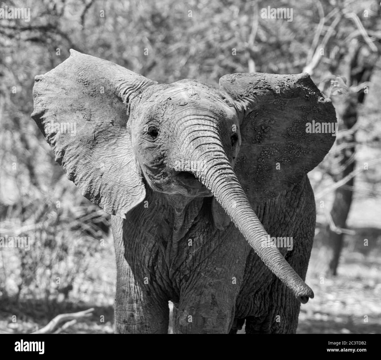 A baby African Elephant in Southern African savannah Stock Photo - Alamy