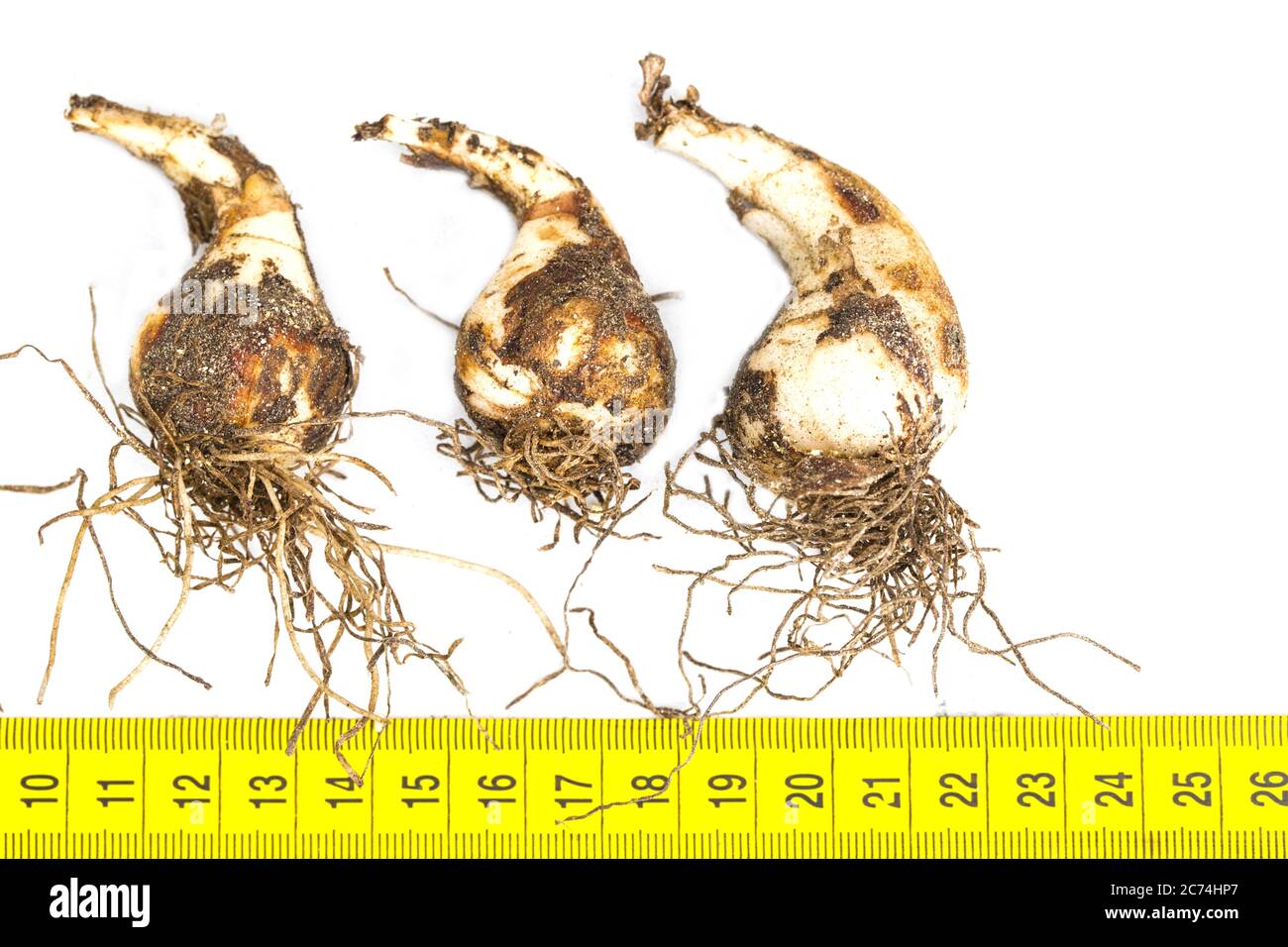 spring snowflake (Leucojum vernum), bulbs with ruler, cutout ...