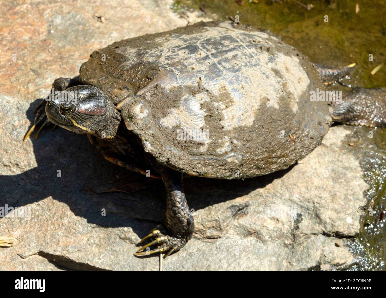 Mud Turtle slides out of the pond Stock Photo - Alamy