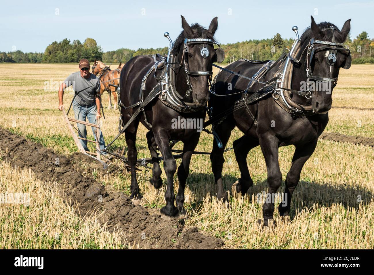 International Plowing Match competition, horse plowing, Verner, Ontario
