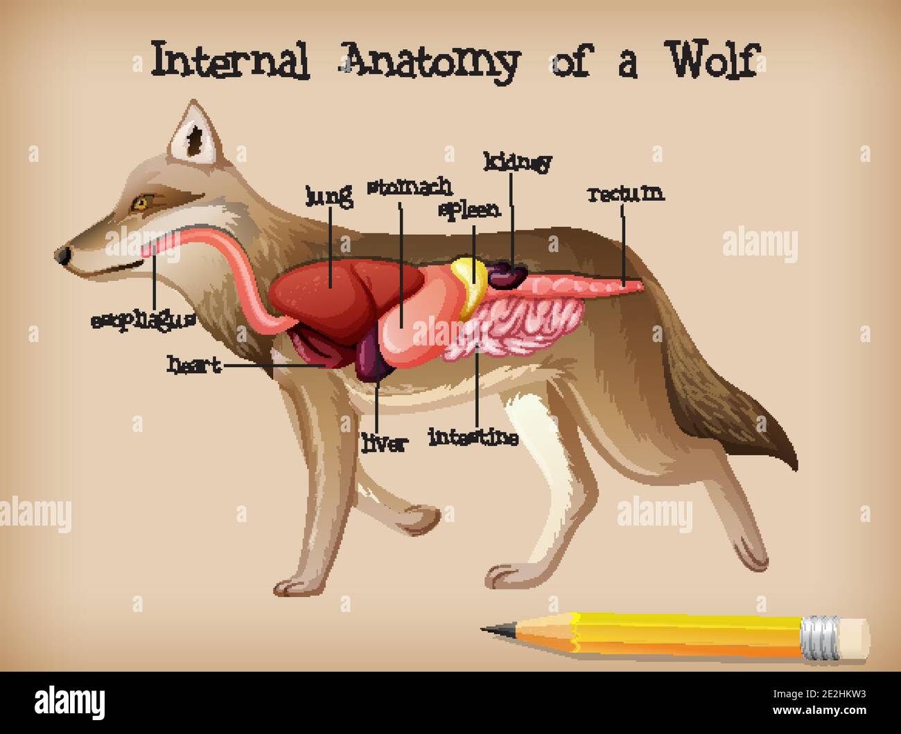 Internal Anatomy of a Wolf illustration Stock Vector Image & Art Alamy