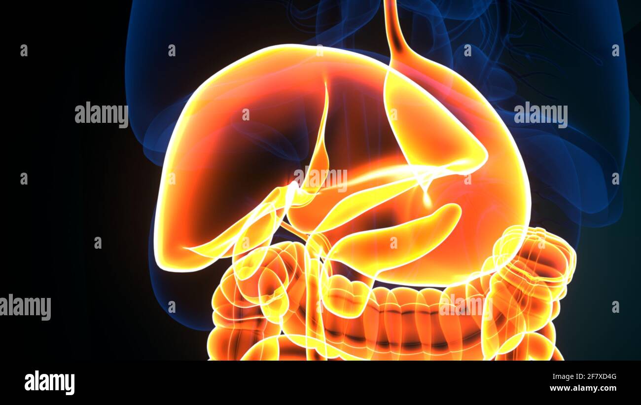 Human Body Digestive System Anatomy 3d Illustration Stock Photo Alamy