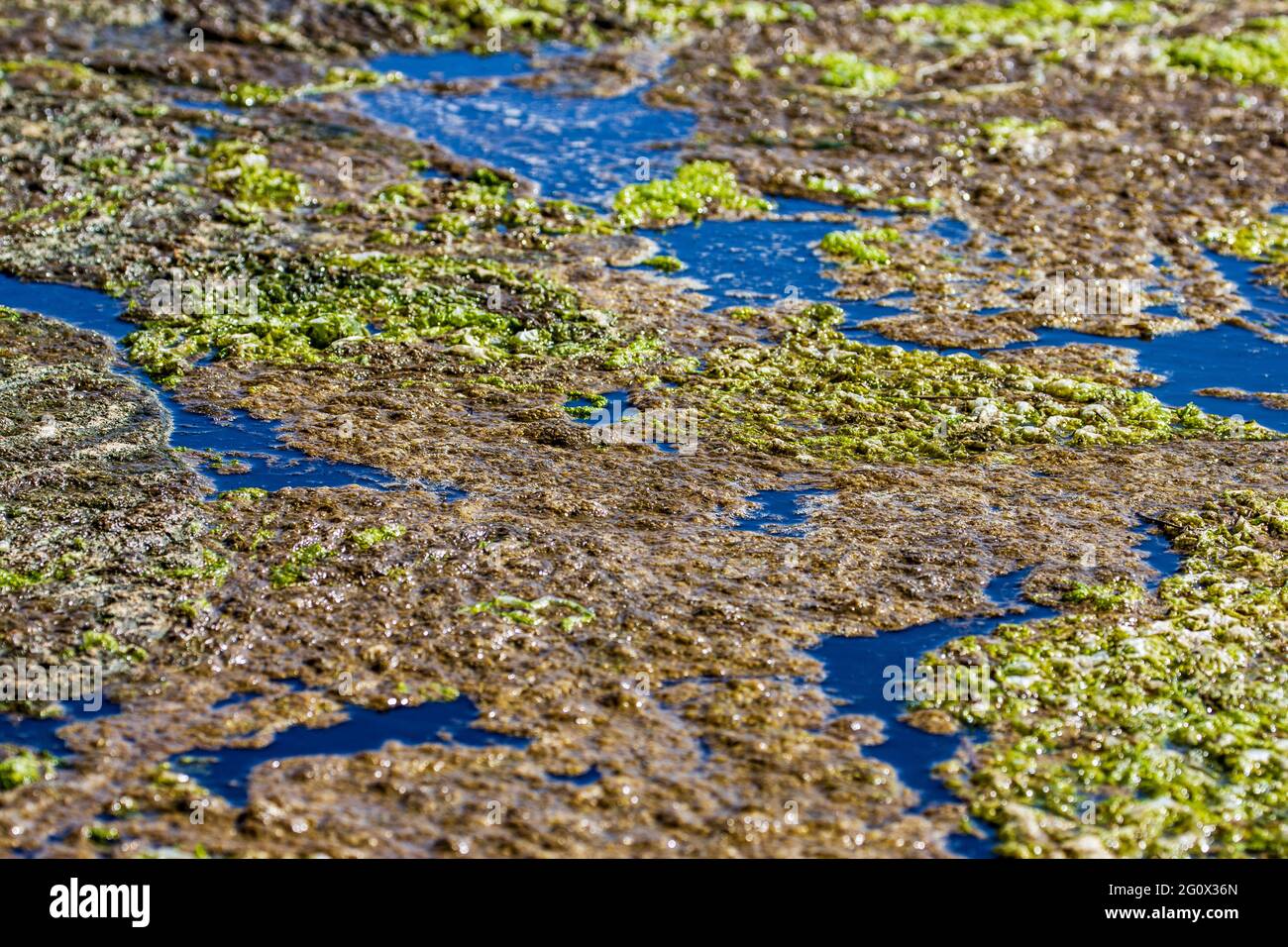 algal bloom Dunwich River Stock Photo - Alamy