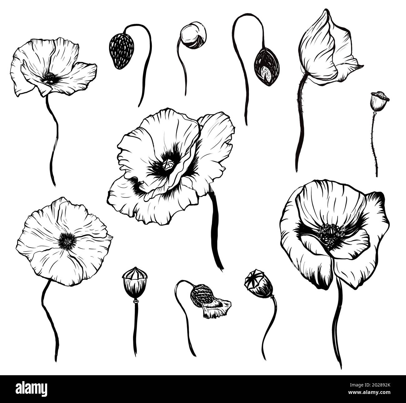 Hand drawn poppy set. Black and white graphic isolated element Stock ...