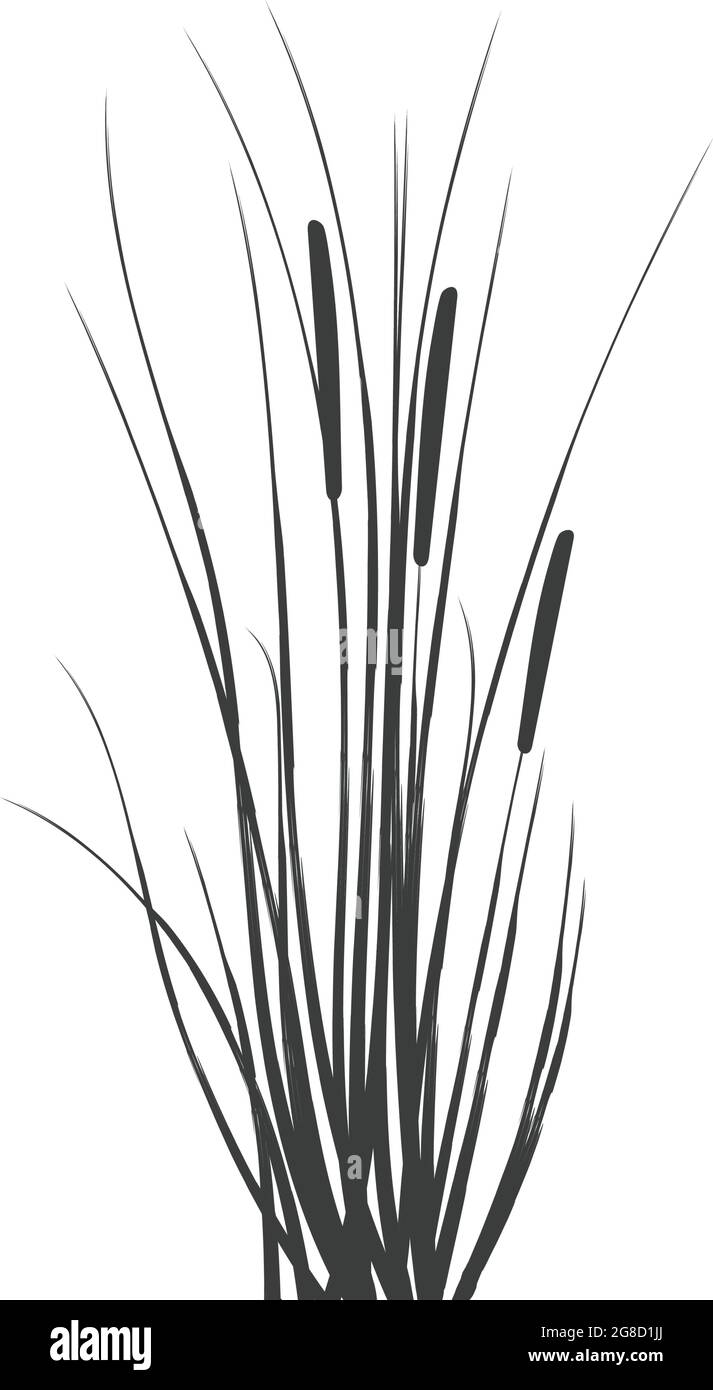 Illustration of black and white reeds.Cane silhouette on white ...