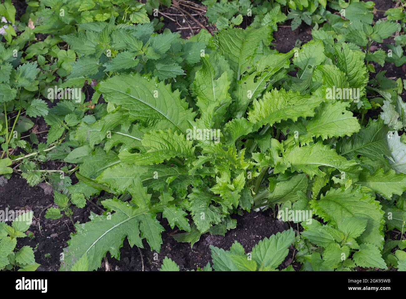 cabbage thistle (Cirsium oleraceum), habit, Germany Stock Photo - Alamy