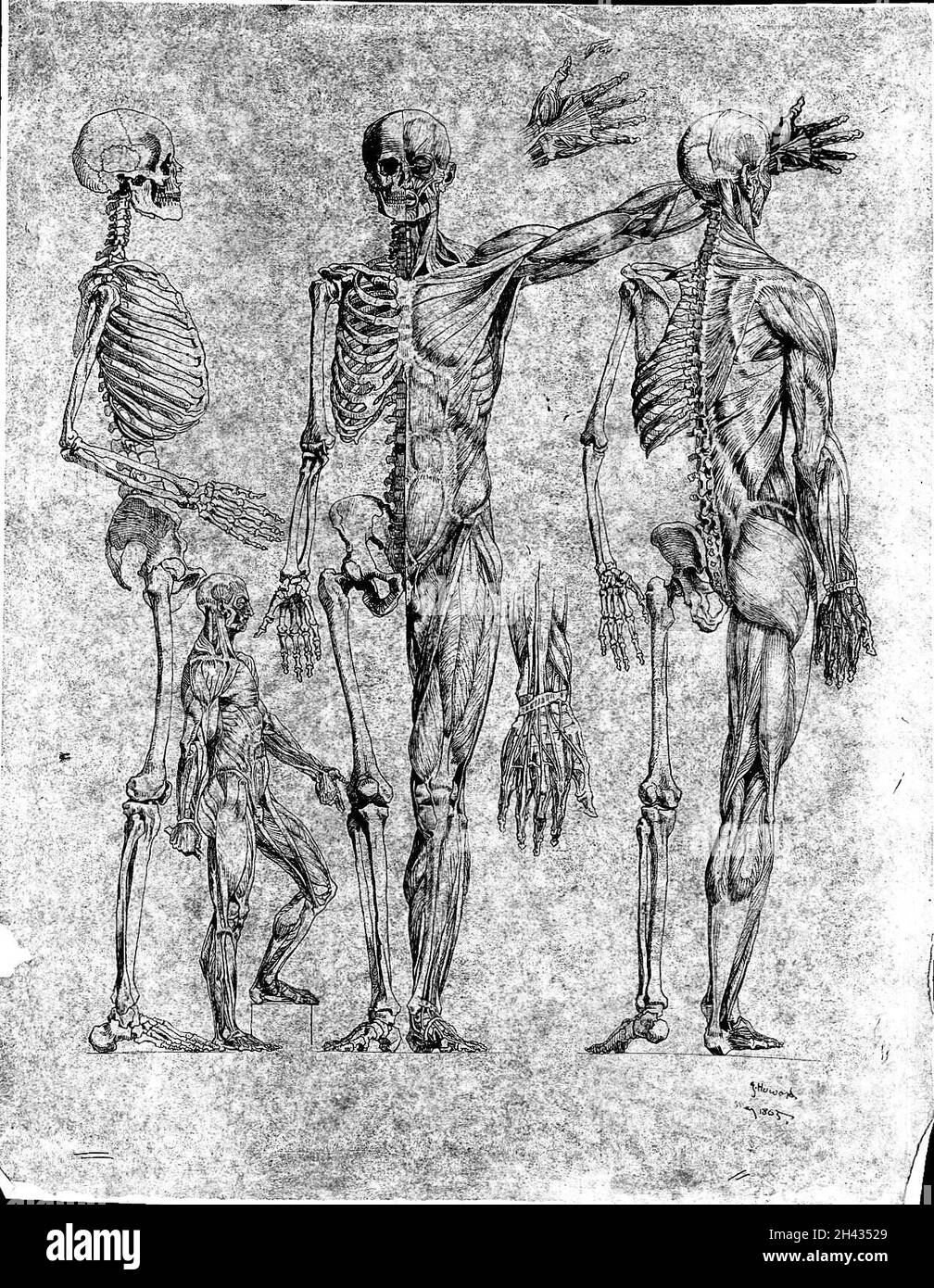 Skeletons. Pen and ink drawing by Howard, Earl of Carlisle, 1865