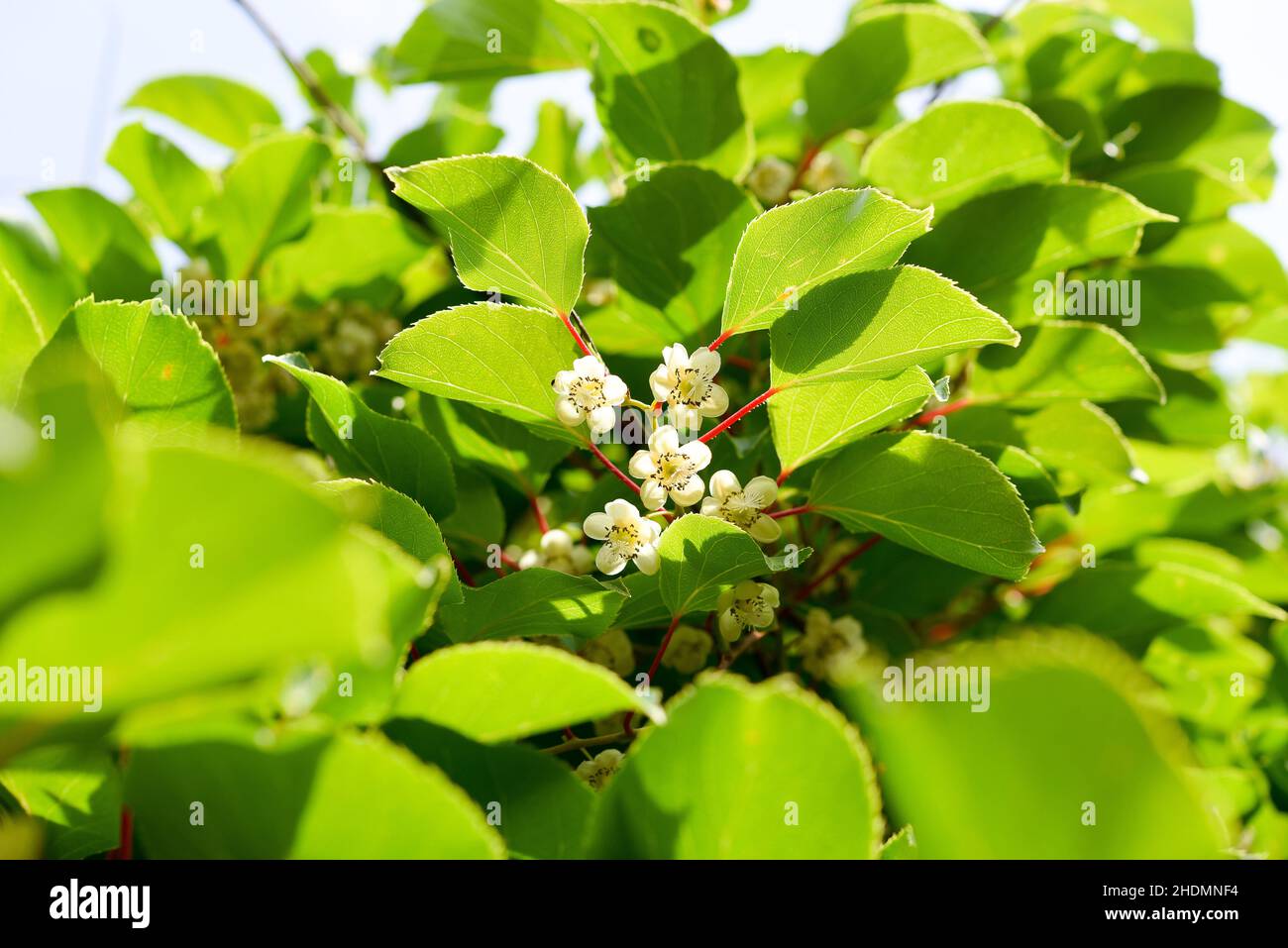 kiwi blossom, kiwi blossoms Stock Photo - Alamy