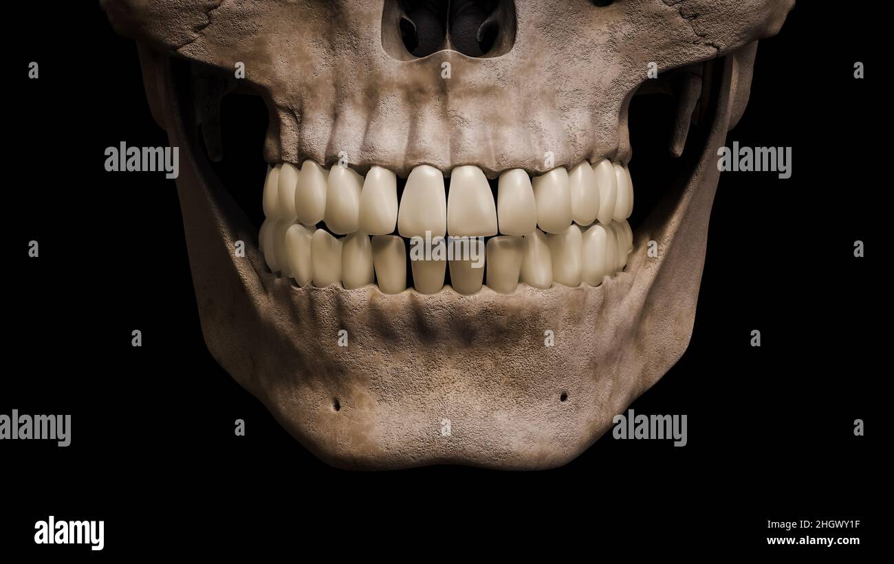 Anterior or front closeup of human mouth, jaw, skull and teeth