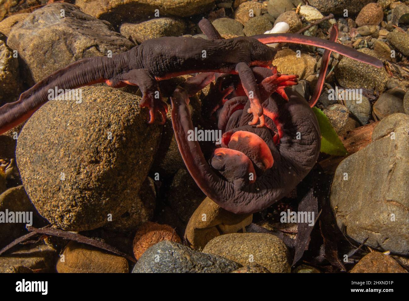 Mating Red Bellied Newts Taricha Rivularis Form An Underwater Ball Of Salamanders Where Males 7675