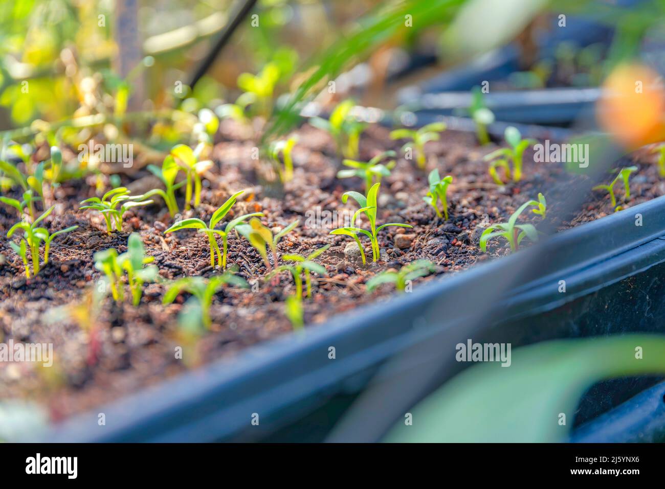 Sprouts on a nursery at San Francisco in California Stock Photo Alamy