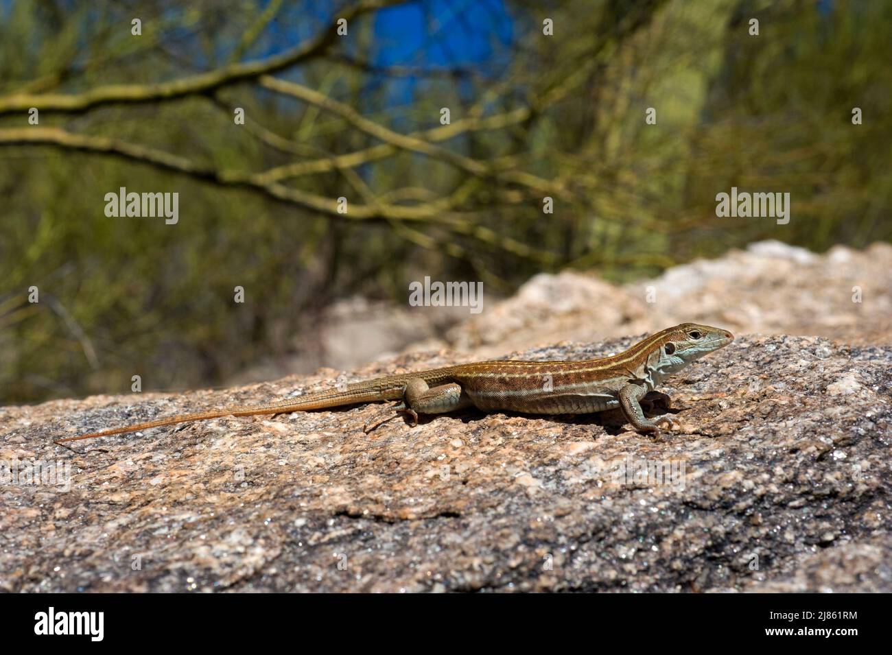 Sonoran Spotted Whiptail Arizona Stock Photo - Alamy