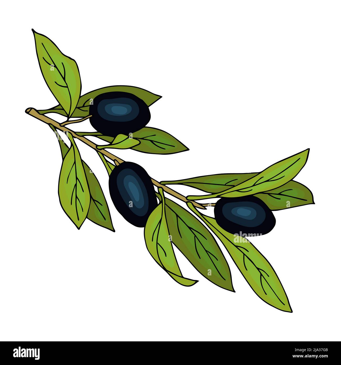 Olive Branch Hand Drawn Doodle Imitation Of Watercolor Isolated White Background Vector 
