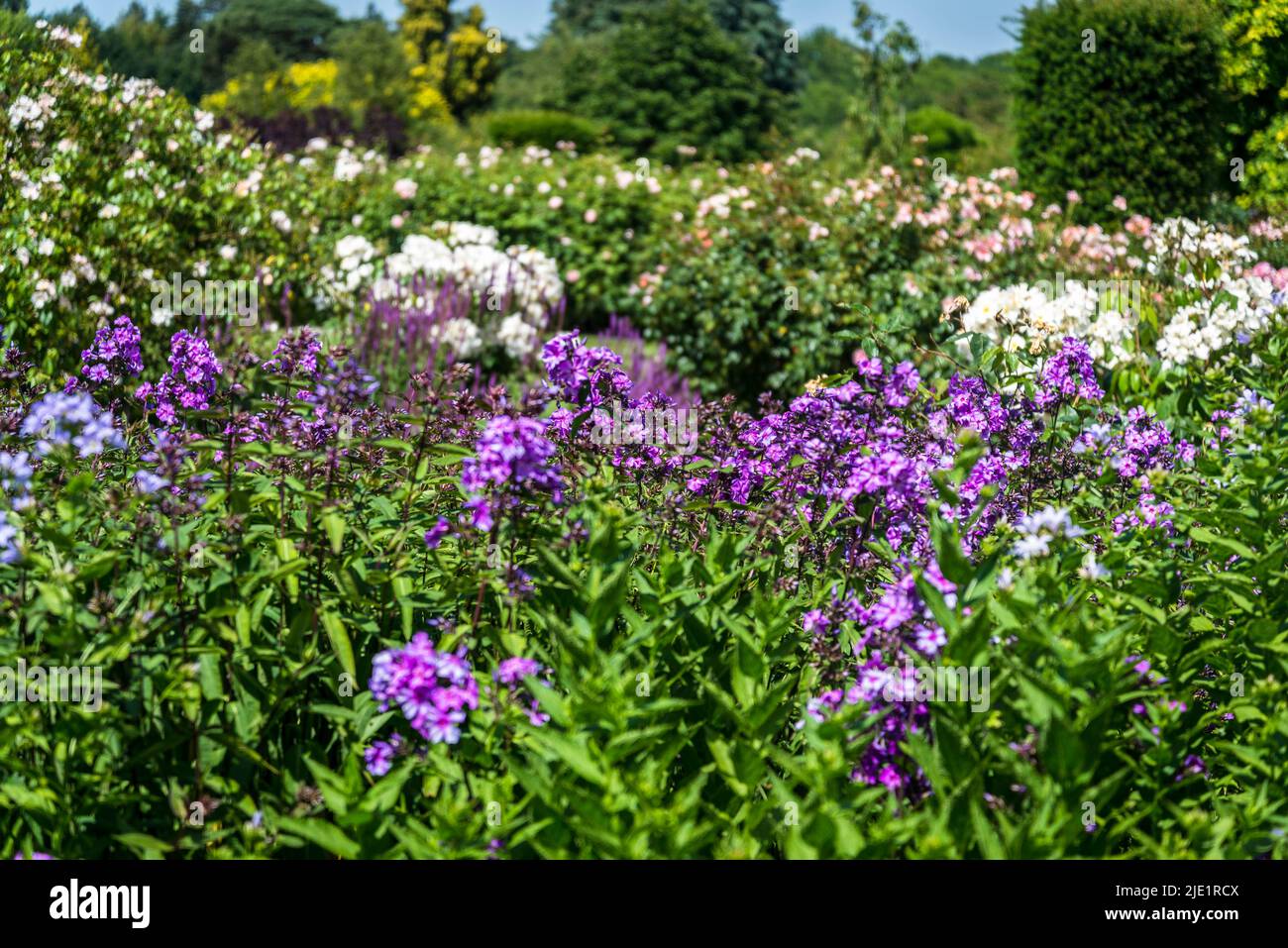 Campanula glomerata 'superba', bellflower Stock Photo - Alamy