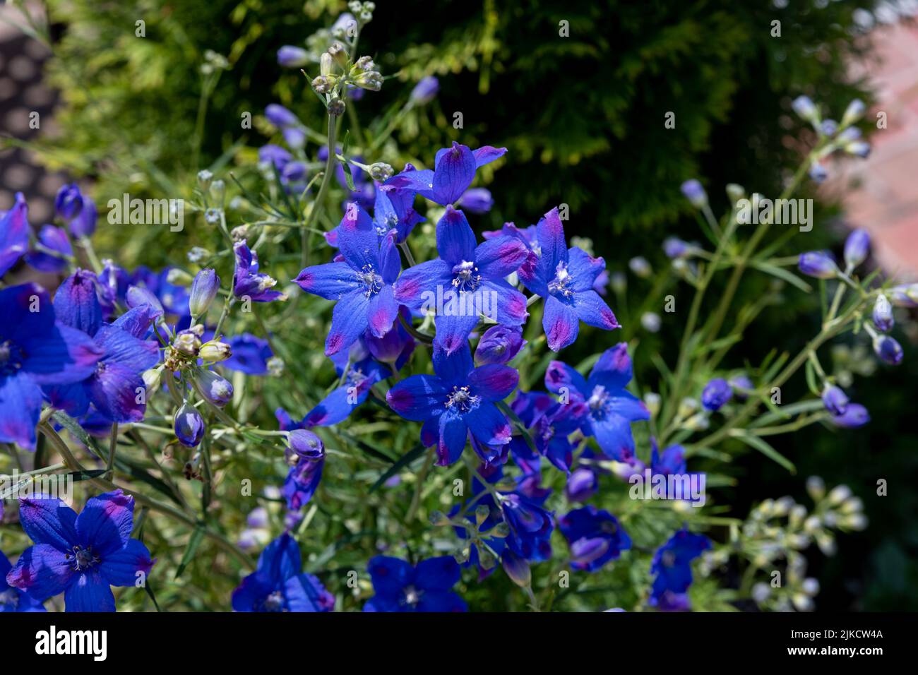 The delphinium grandiflorum 'blue butterfly' in the garden Stock Photo ...