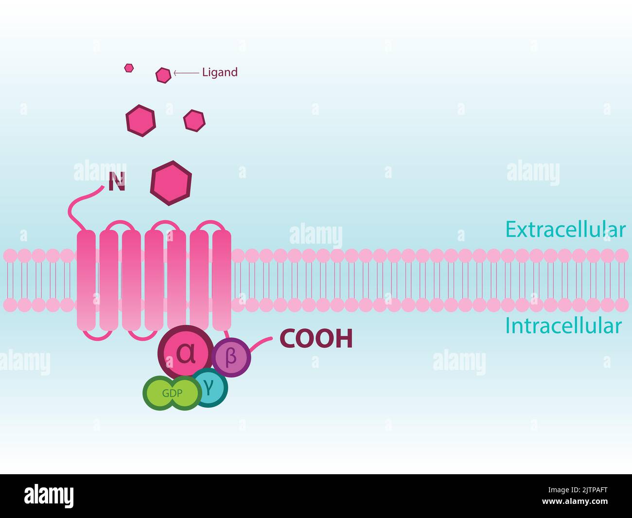 Simplified Structure Of G Protein Coupled Receptor Gpcr Including Subunits Alpha Beta 2484