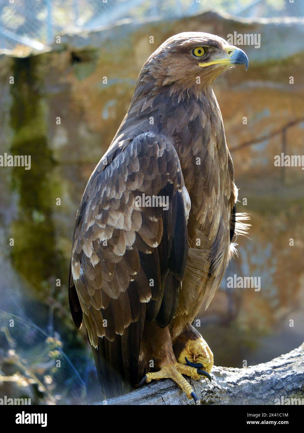 Golden Eagle (Aquila chrysaetos) sitting on branch Stock Photo - Alamy