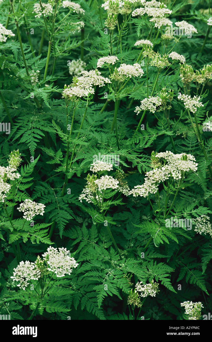 Sweet cicely flowers among fern leaves Stock Photo - Alamy