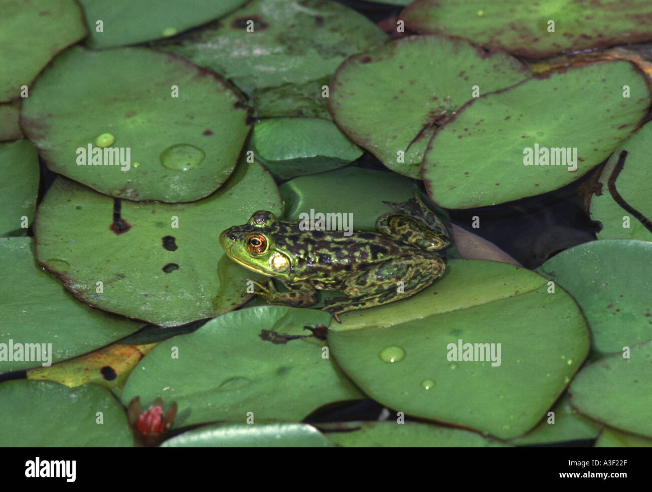 Mink frog Rana septentrionalis on lily Ontario Canada Stock Photo - Alamy