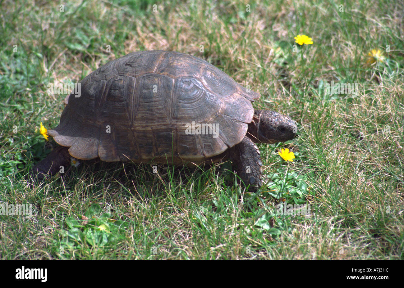 Fifty years old tortoise Stock Photo - Alamy