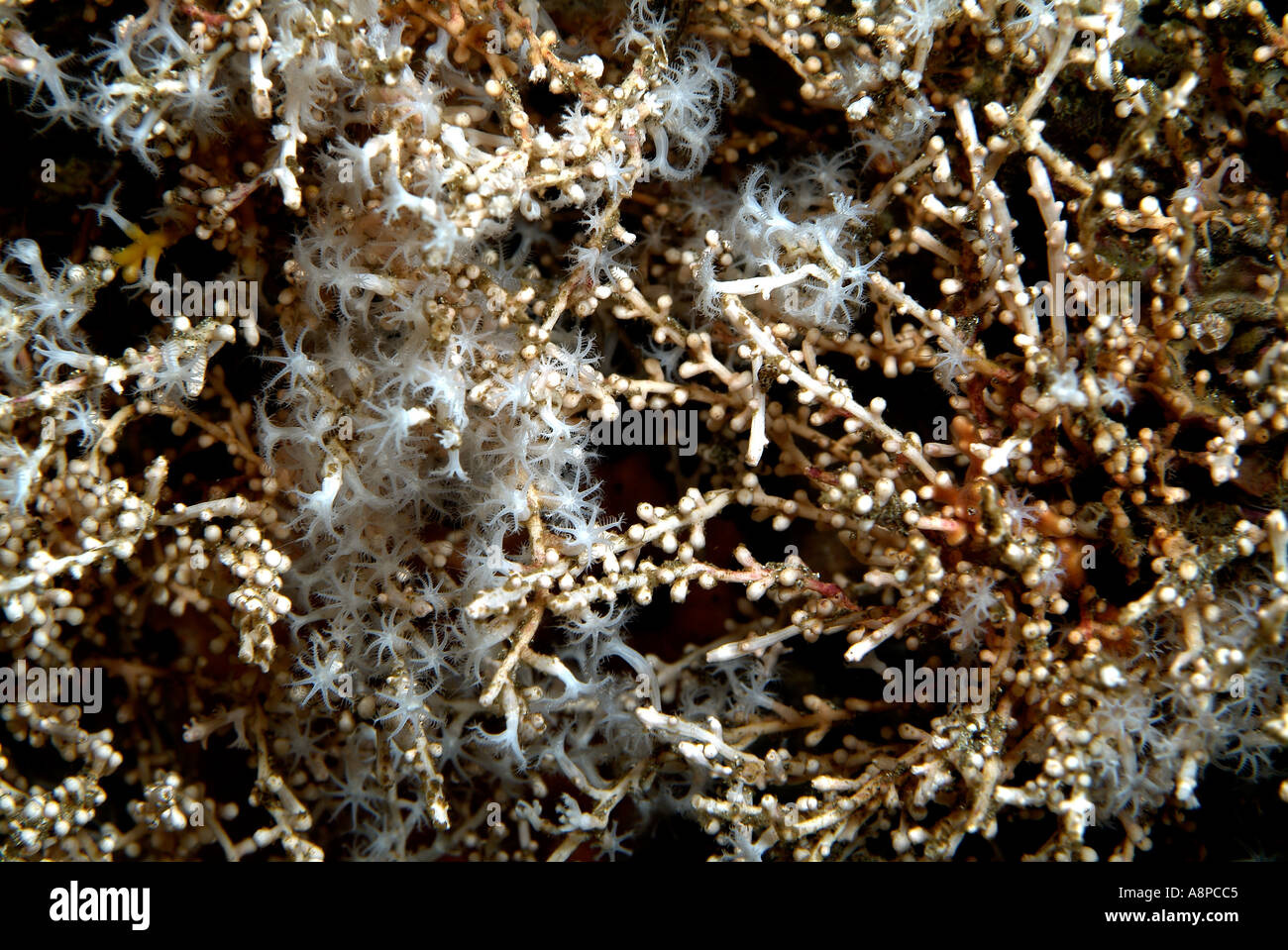 Algae Hydroid Off Costa Rica, Catalina Islands Stock Photo - Alamy