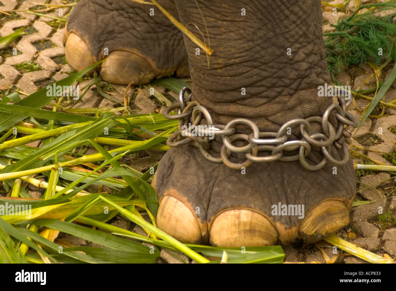 Elephant s leg in chains Stock Photo - Alamy