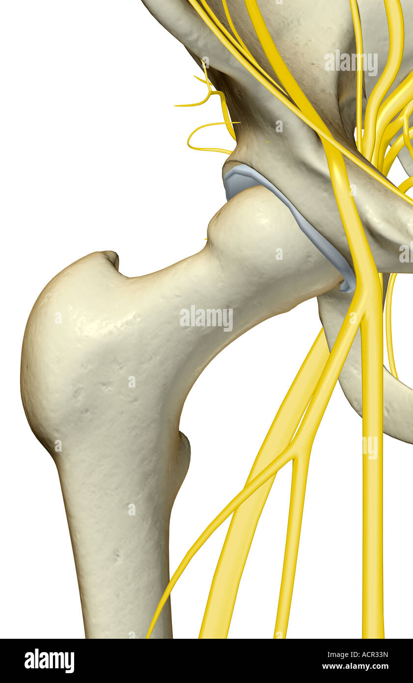 The Nerves Of The Hip Stock Photo Alamy