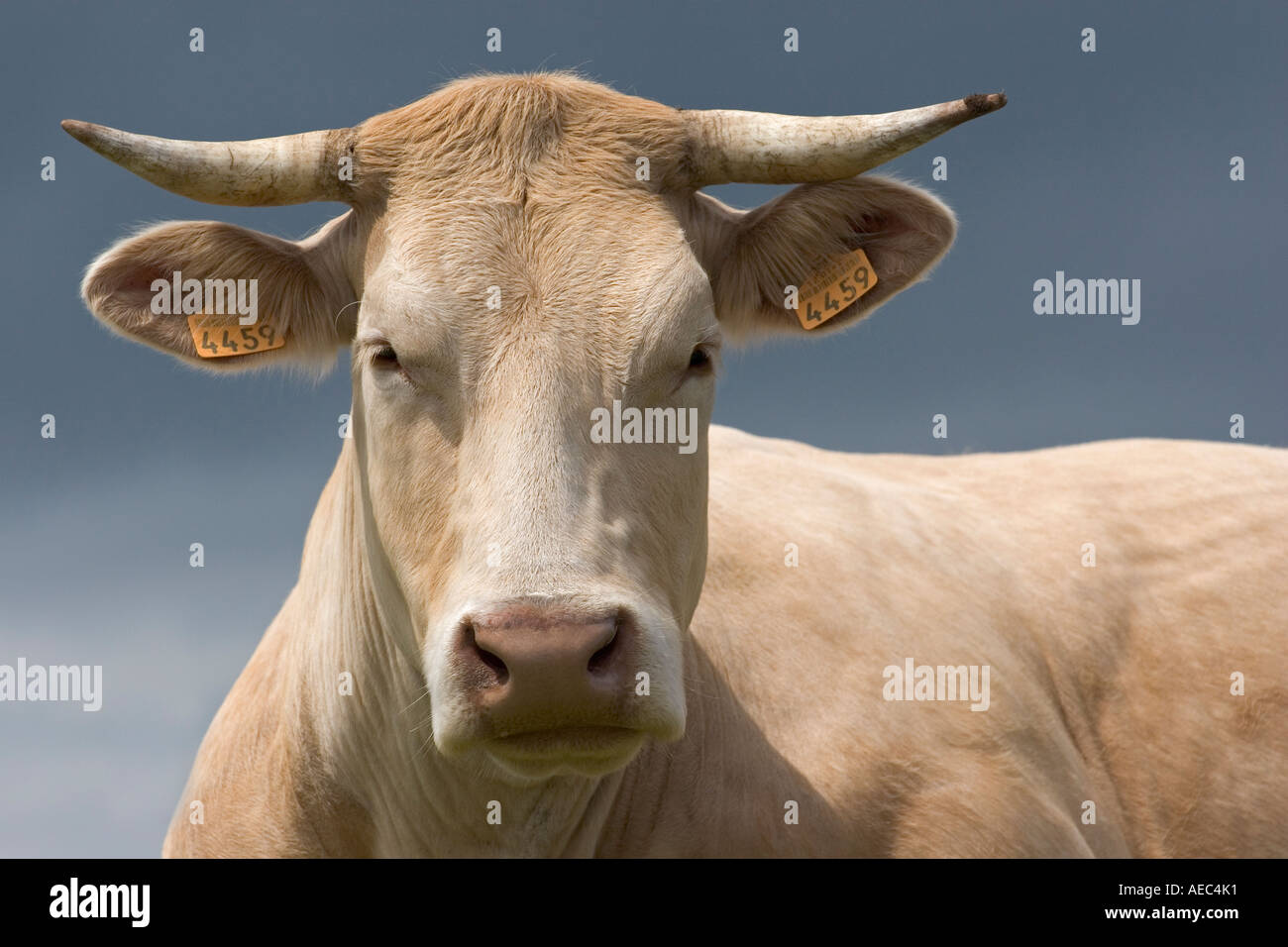 A Charolais Cow Bos Taurus Domesticus In Auvergne France Vache De Race Charolaise En 