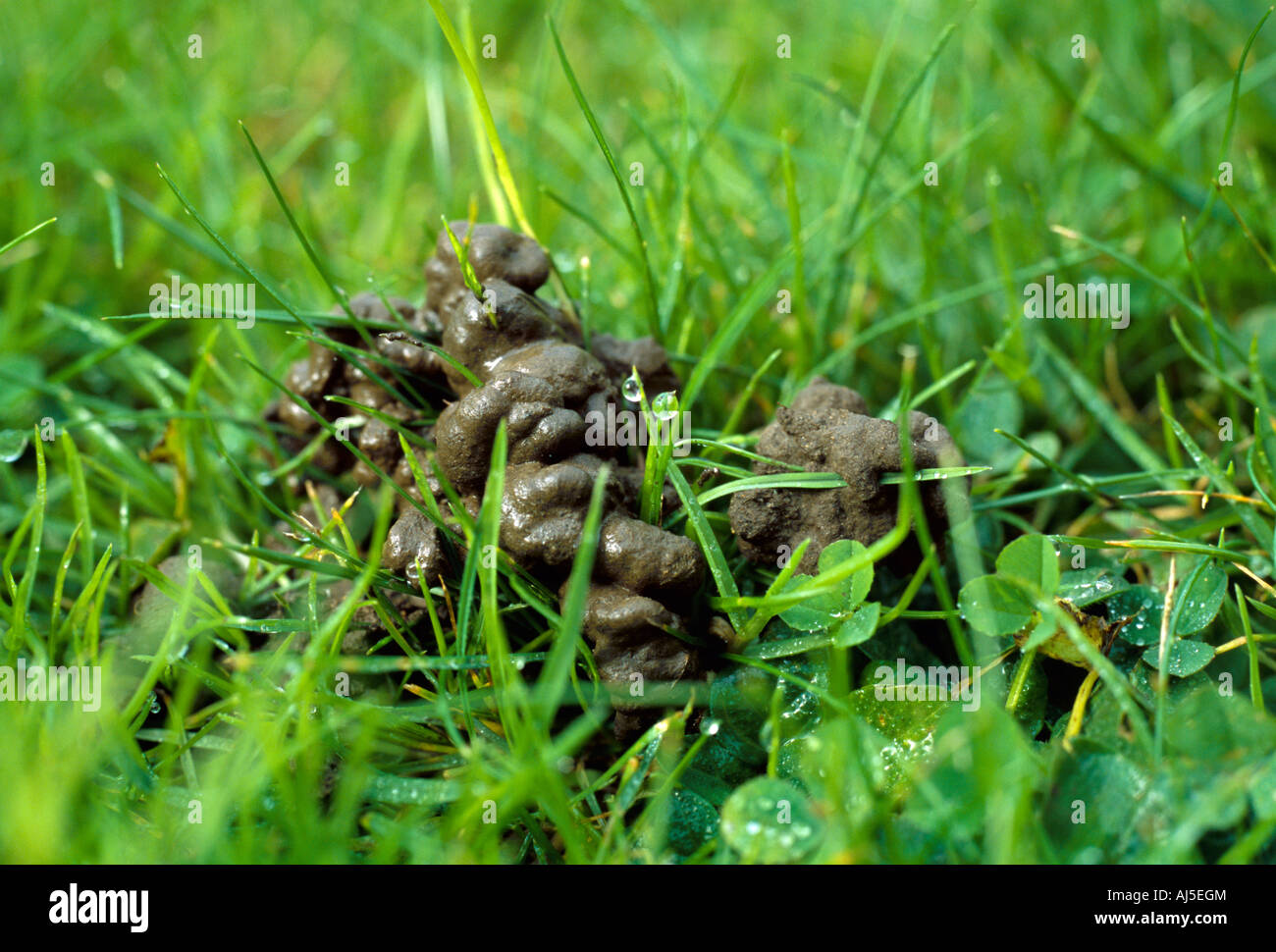 Earthworm Cast In Wet Grass Stock Photo Alamy