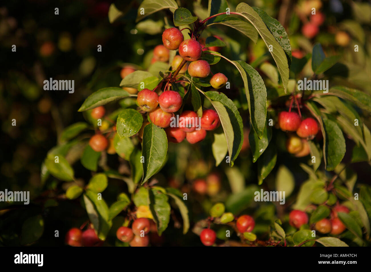 Crabapples growing in a garden in England Stock Photo - Alamy