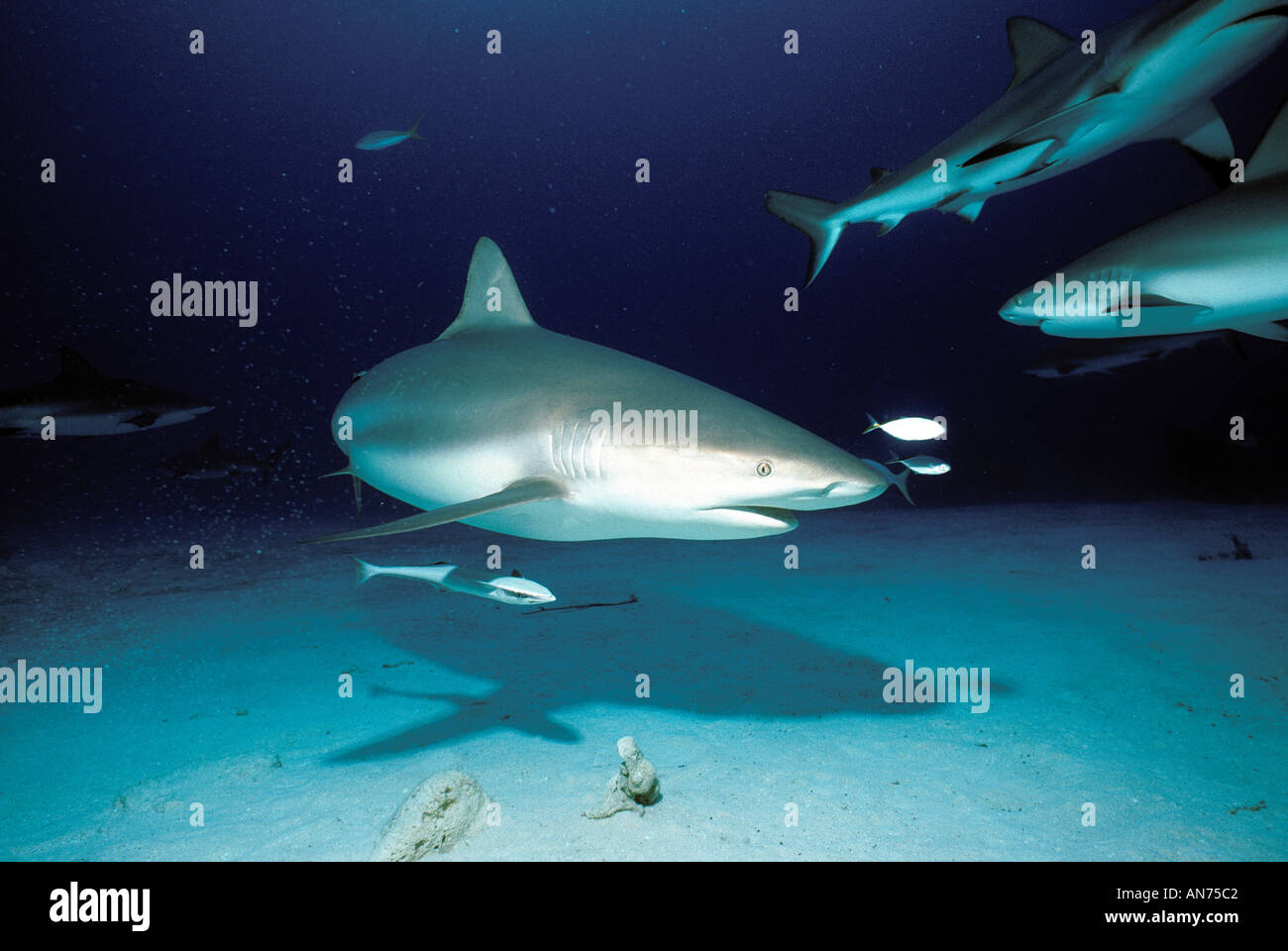 Caribbean Reef Sharks with symbiotic Remora schooling near ocean floor ...