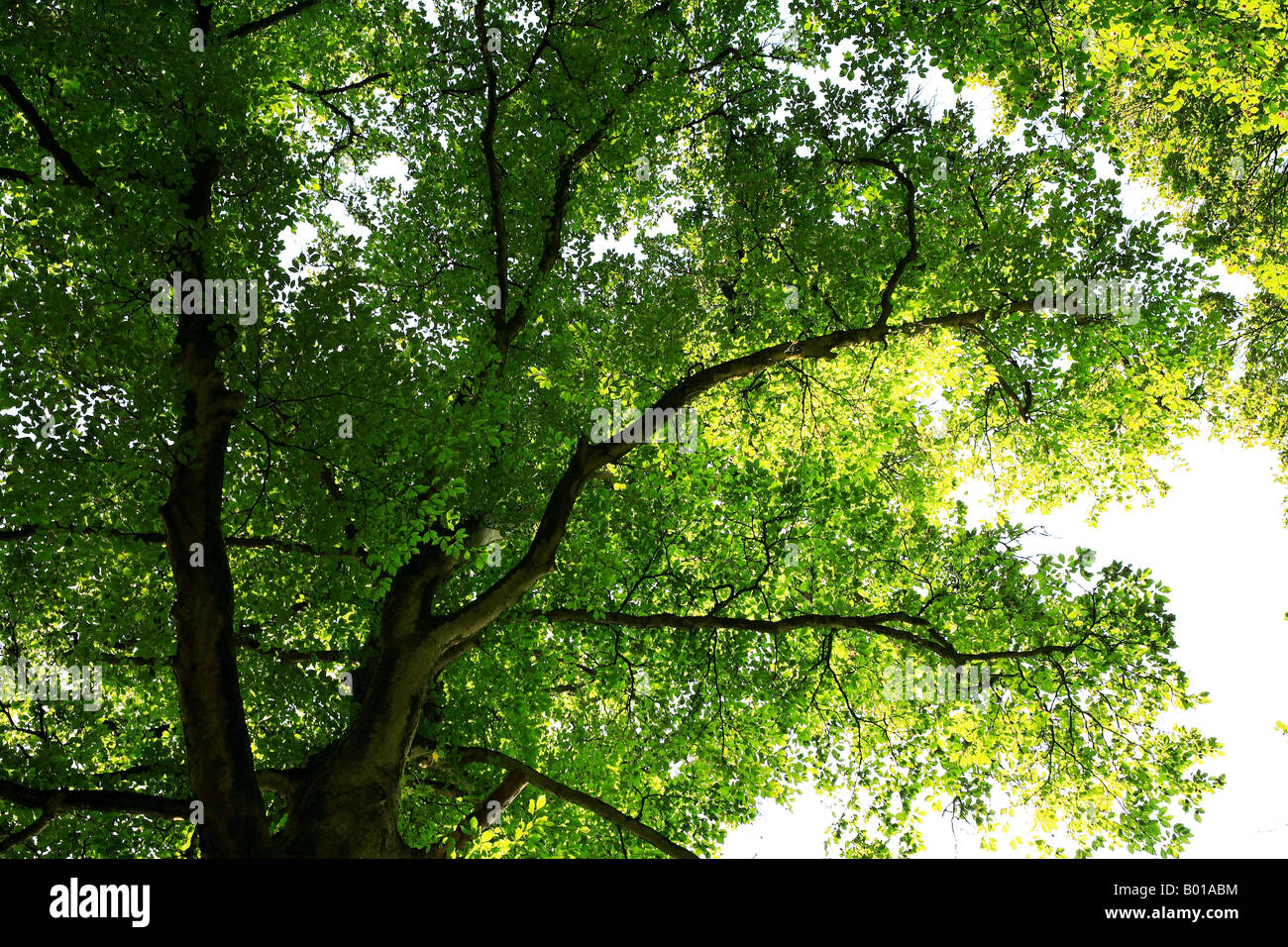 Beech Tree Fagus Sylvatica Surrey England Stock Photo Alamy