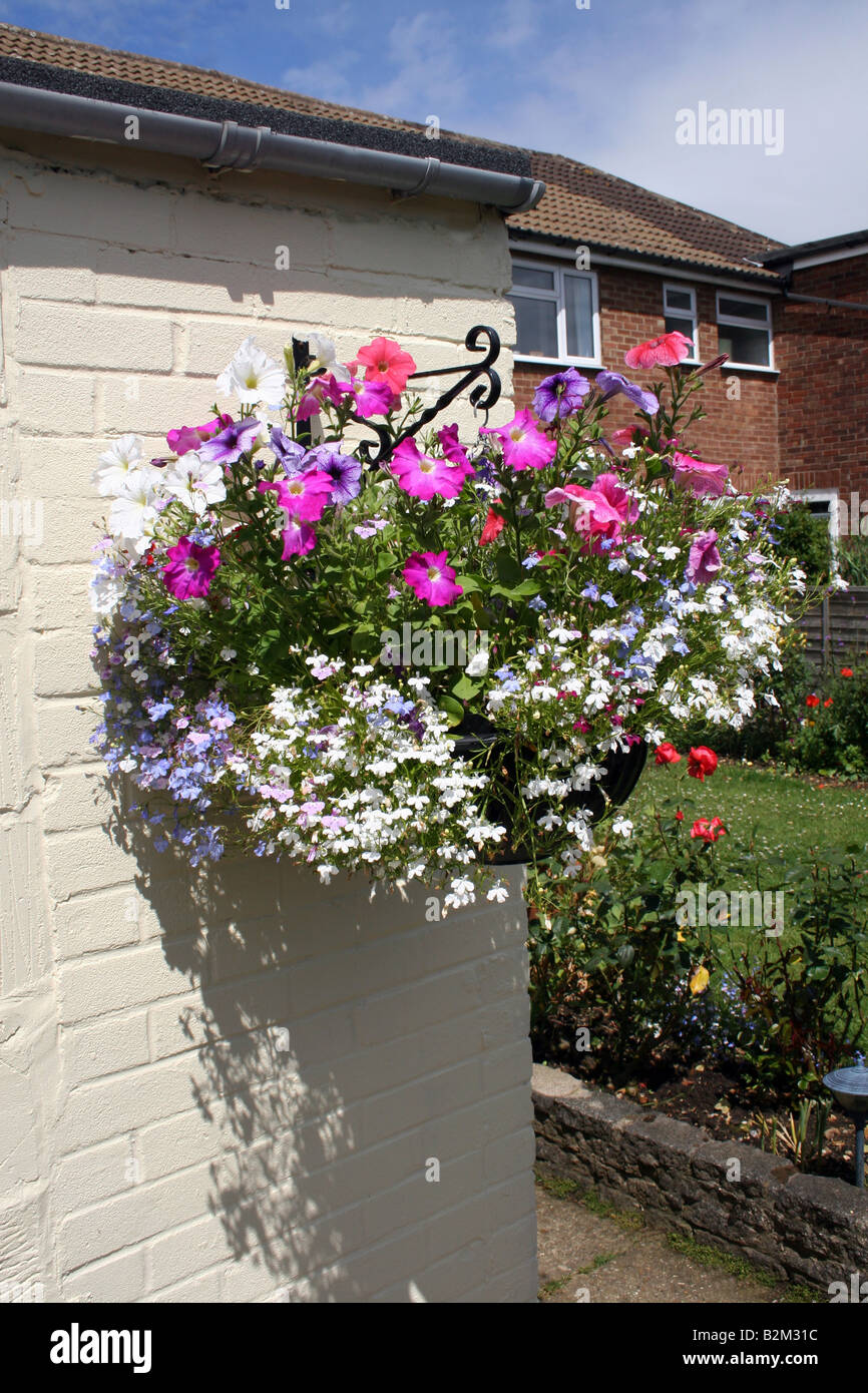 A COLOURFUL HANGING BASKET WITH PETUNIA PRISM MIXED AND TRAILING ...