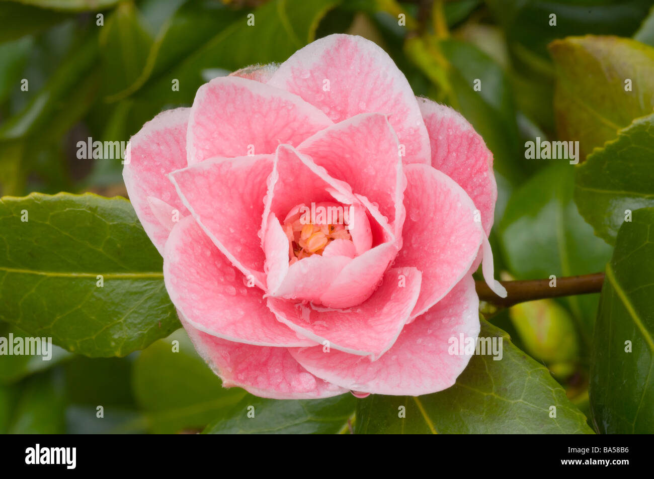 Pink and White Camellia Japonica Spring Camellias Stock Photo - Alamy