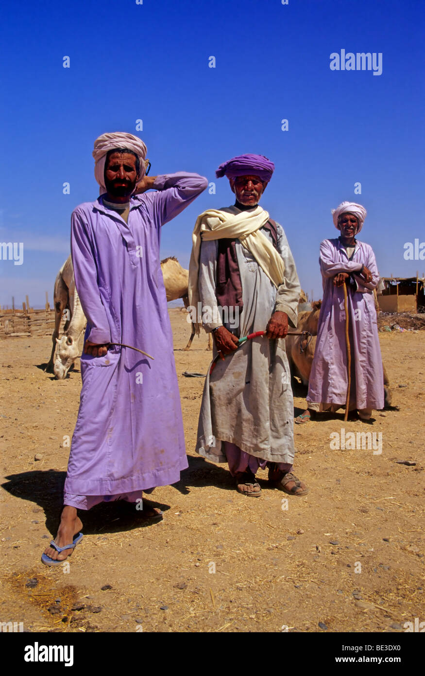 Three Bedouins In Traditional Dress Pride Egyptian Djellaba Turban Pose Camel Market