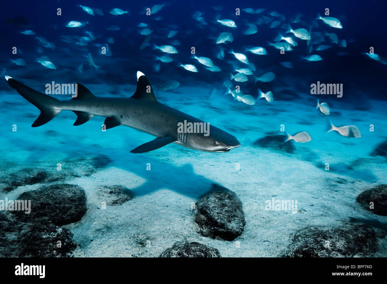 Whitetip reef shark underwater near Mosquera island in the Galapagos ...