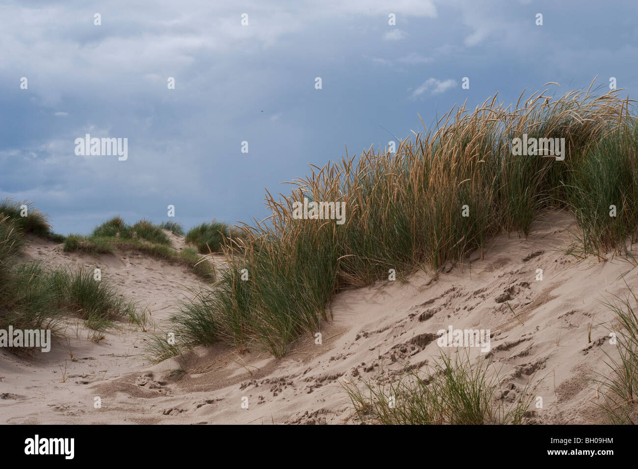 Sand Dunes at Barmouth Stock Photo - Alamy