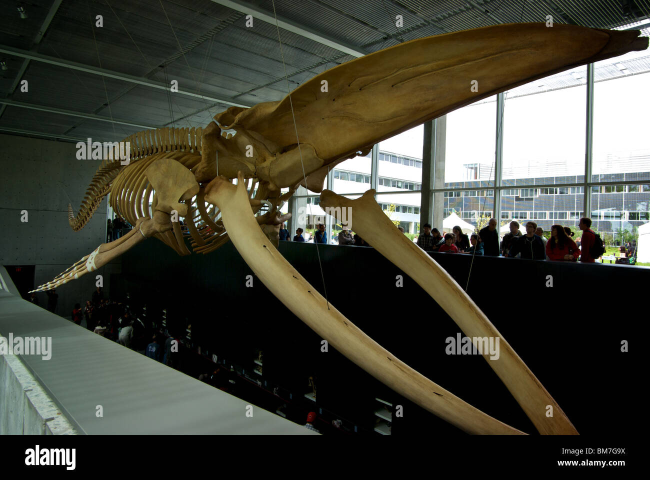 Blue whale Balaenoptera musculus skeleton exhibit Beaty Biodiversity