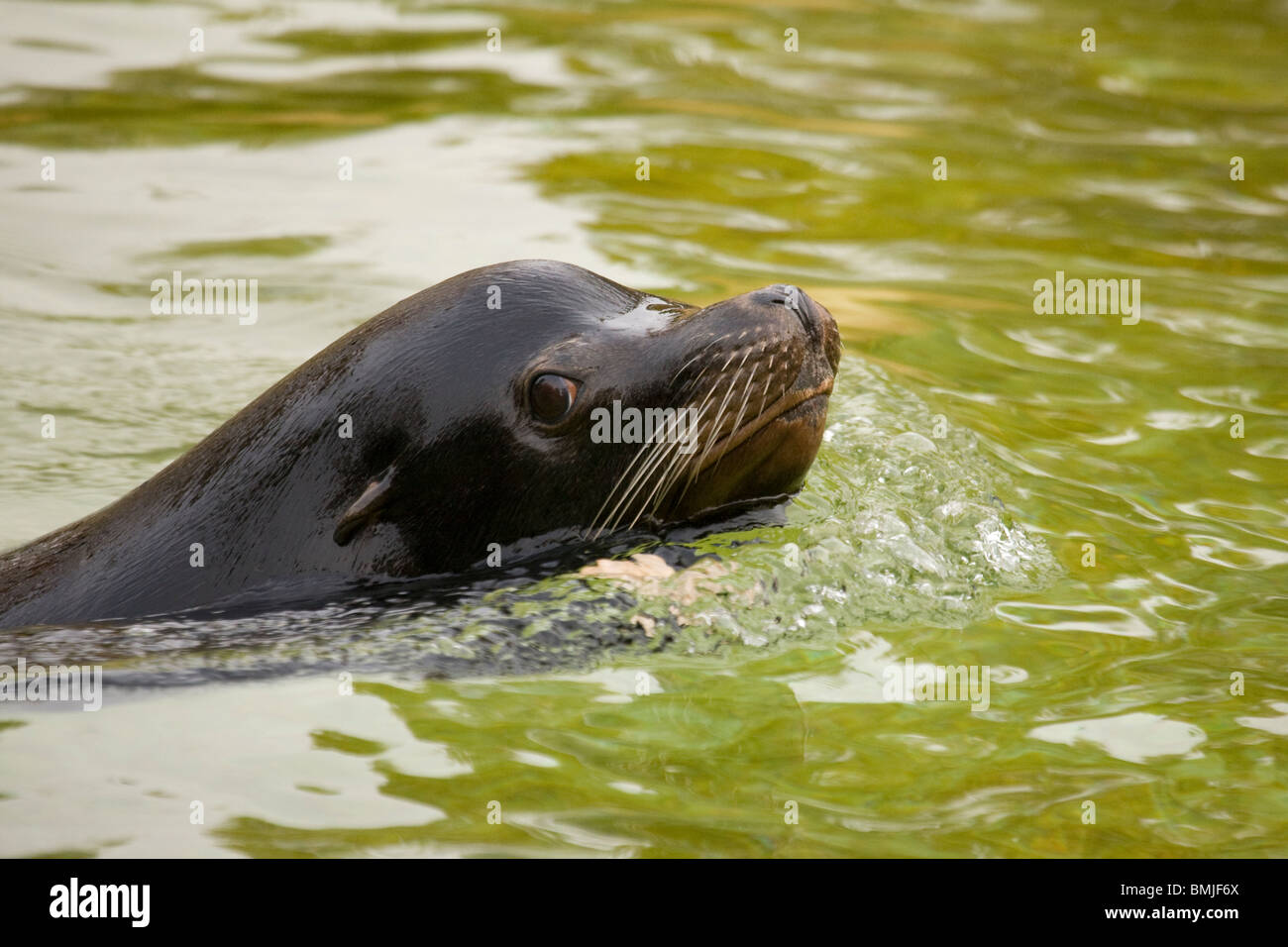 Seals in Berlin Zoo, Germany Stock Photo - Alamy