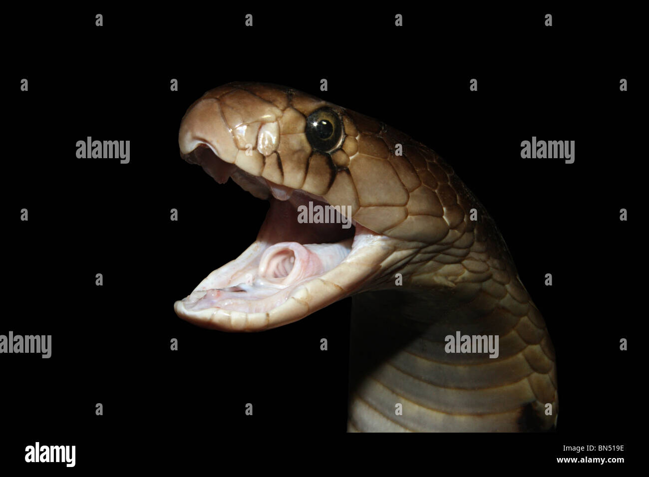 Spectacled Cobra Naja Naja Venomous Common Stock Photo Alamy